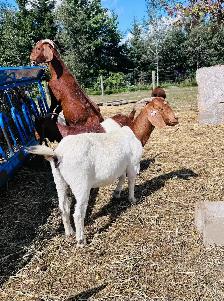 Exposed Boer does for sale - Photo 4