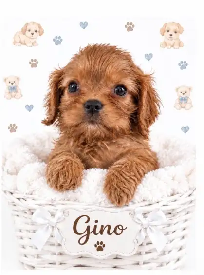 Cavalier King Charles   rubis enregistré