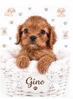 Cavalier King Charles   rubis enregistré