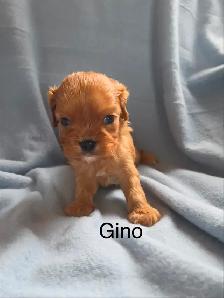 Cavalier King Charles   rubis enregistré - Photo 2