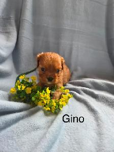 Cavalier King Charles   rubis enregistré - Photo 3