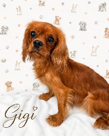 Cavalier King Charles   rubis enregistré - Photo 4