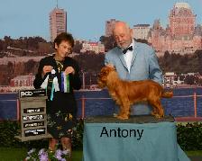 Cavalier King Charles   rubis enregistré - Photo 5