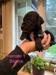 Great Dane puppies