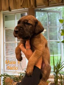 Great Dane puppies - Photo 2