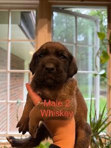 Great Dane puppies - Photo 3