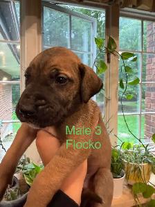 Great Dane puppies - Photo 4