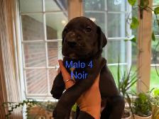 Great Dane puppies - Photo 5