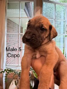 Great Dane puppies - Photo 6