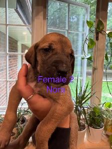 Great Dane puppies - Photo 7