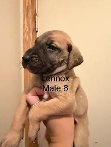 Great Dane puppies - Photo 8