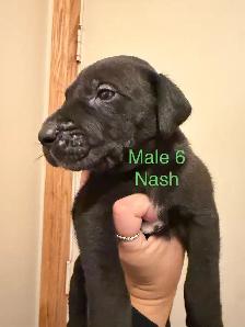 Great Dane puppies - Photo 9
