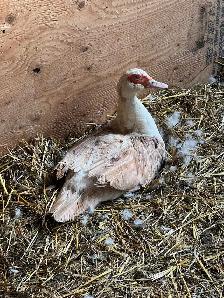 Ducks (Muscovy and variety) - Photo 3