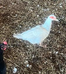 Ducks (Muscovy and variety) - Photo 4