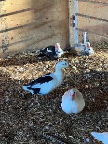 Ducks (Muscovy and variety) - Photo 9
