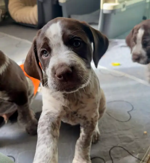 Spriffon Puppies /springer spaniel x Wirehaired Pointing Griffon