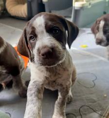 Spriffon Puppies /springer spaniel x Wirehaired Pointing Griffon