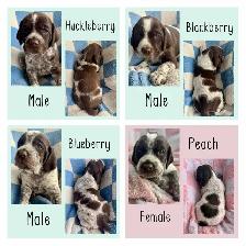 Spriffon Puppies /springer spaniel x Wirehaired Pointing Griffon - Photo 2