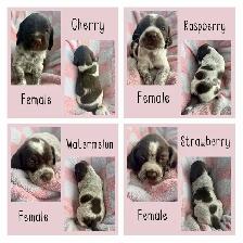Spriffon Puppies /springer spaniel x Wirehaired Pointing Griffon - Photo 3