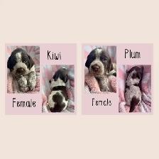 Spriffon Puppies /springer spaniel x Wirehaired Pointing Griffon - Photo 4
