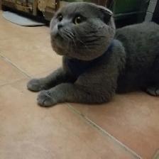 Scottish Fold and Scottish Straight kittens CCA/AFC registered - Photo 10