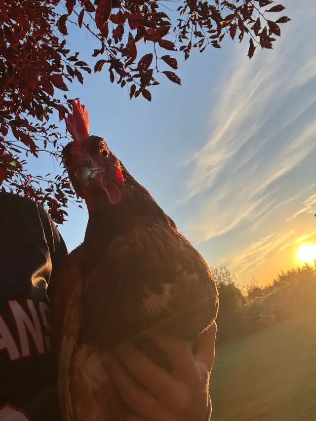 Chickens for sale