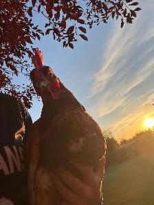 Chickens for sale