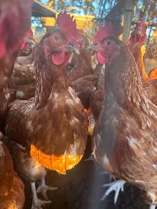 Chickens for sale - Photo 2