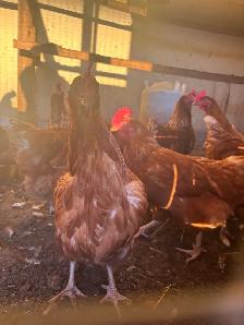 Chickens for sale - Photo 3