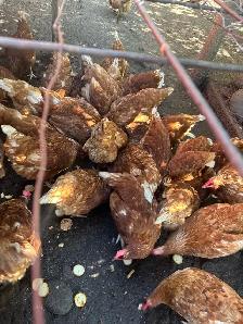 Chickens for sale - Photo 4