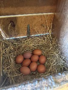 Chickens for sale - Photo 5