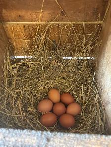 Chickens for sale - Photo 6