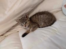 Beautiful Bengall X Kittens- Ready Now! - Photo 2