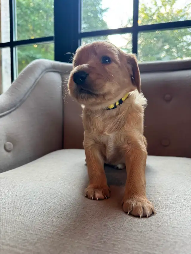 Adorable Golden Irish puppy for sale.