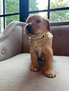 Adorable Golden Irish puppy for sale.