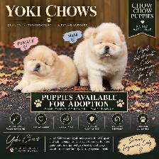 Chow Chow Puppies