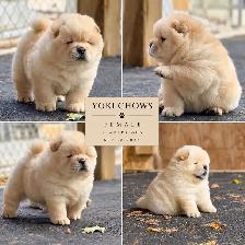 Chow Chow Puppies - Photo 2