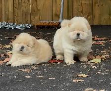 Chow Chow Puppies - Photo 3