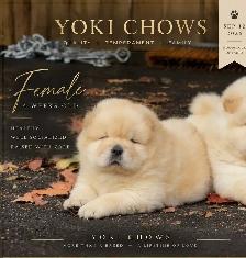 Chow Chow Puppies - Photo 4
