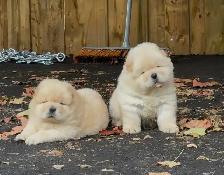 Chow Chow Puppies - Photo 5