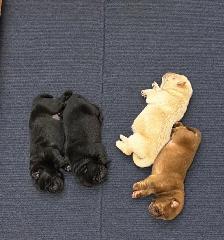 Chow Chow Puppies - Photo 6