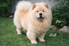 Chow Chow Puppies - Photo 7