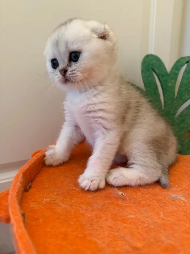 Scottish fold/straight kittens for sale