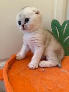 Scottish fold/straight kittens for sale