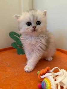 Scottish fold/straight kittens for sale - Photo 4