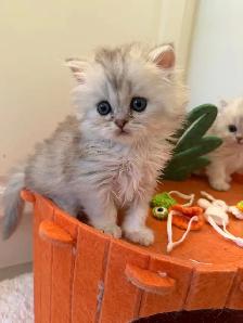 Scottish fold/straight kittens for sale - Photo 5