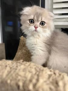 Scottish fold/straight kittens for sale - Photo 7