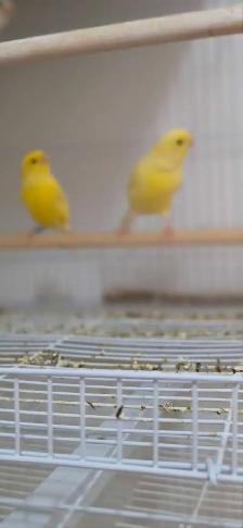 canaries