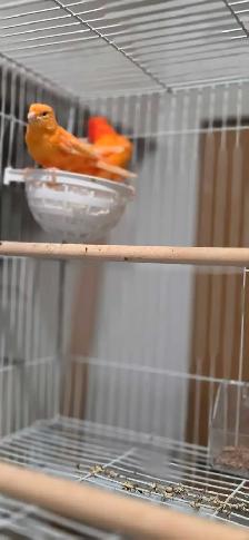 canaries - Photo 3