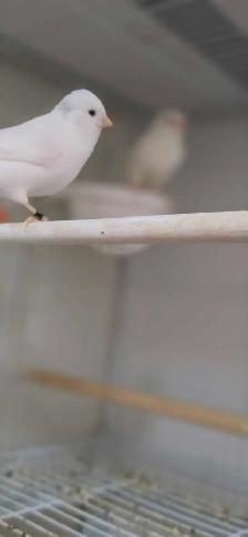 canaries - Photo 4